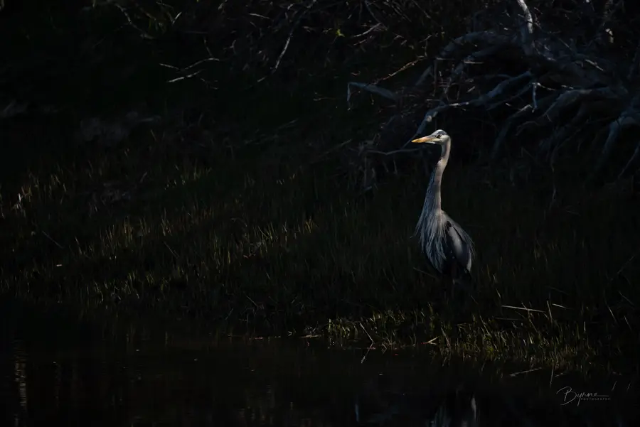 Blue Heron in the Shadows