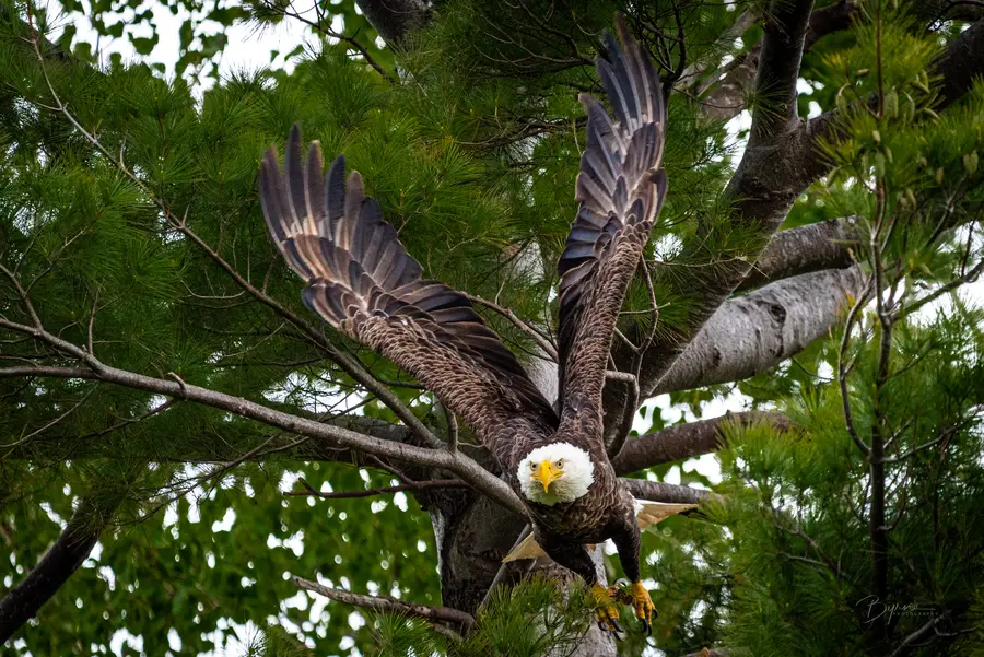 Bald Eagle Landing
